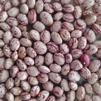 لوبیا چیتی  خوشپخت