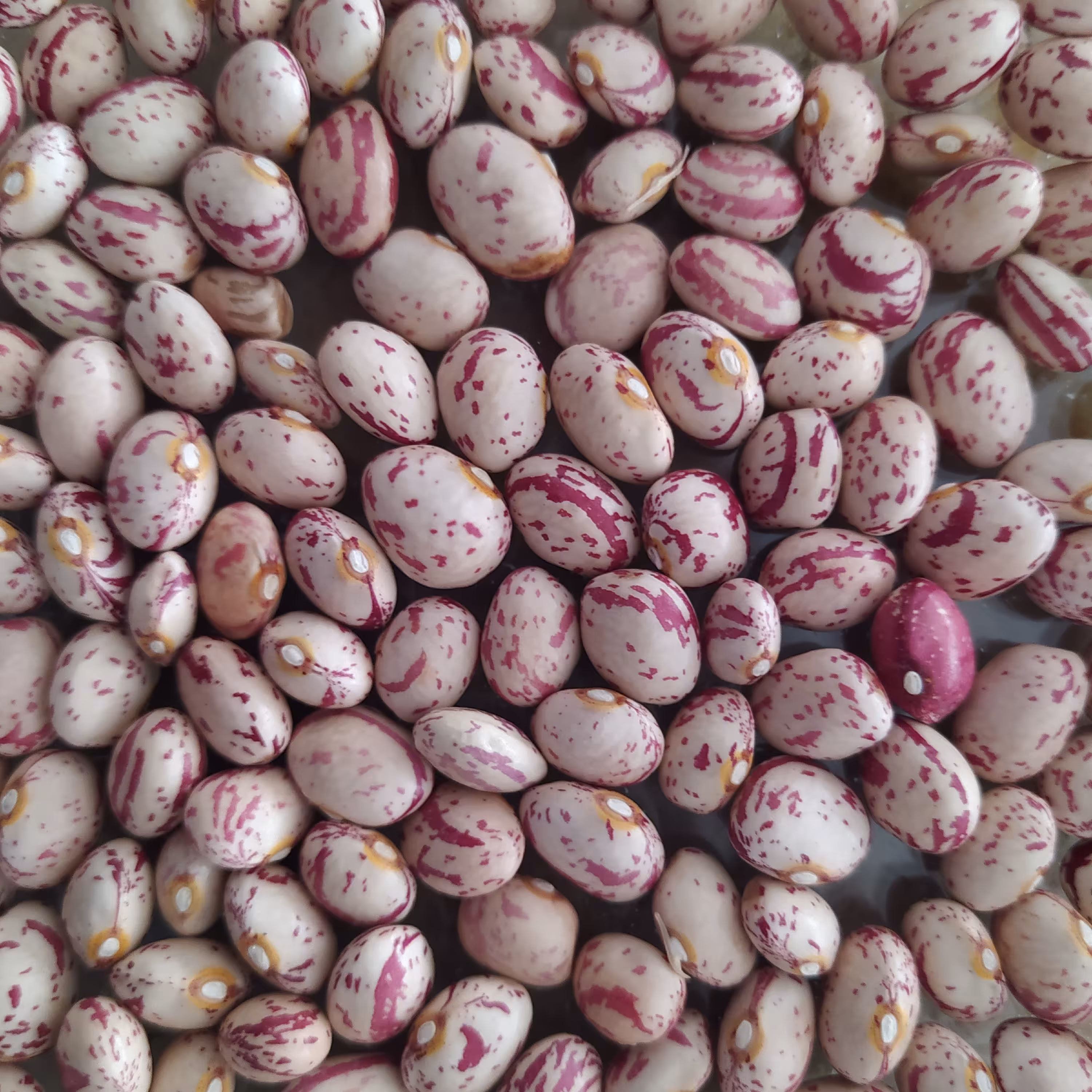 لوبیا چیتی  خوشپخت