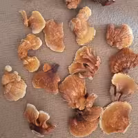 قارچ گانودرما طبیعی (100 گرم)