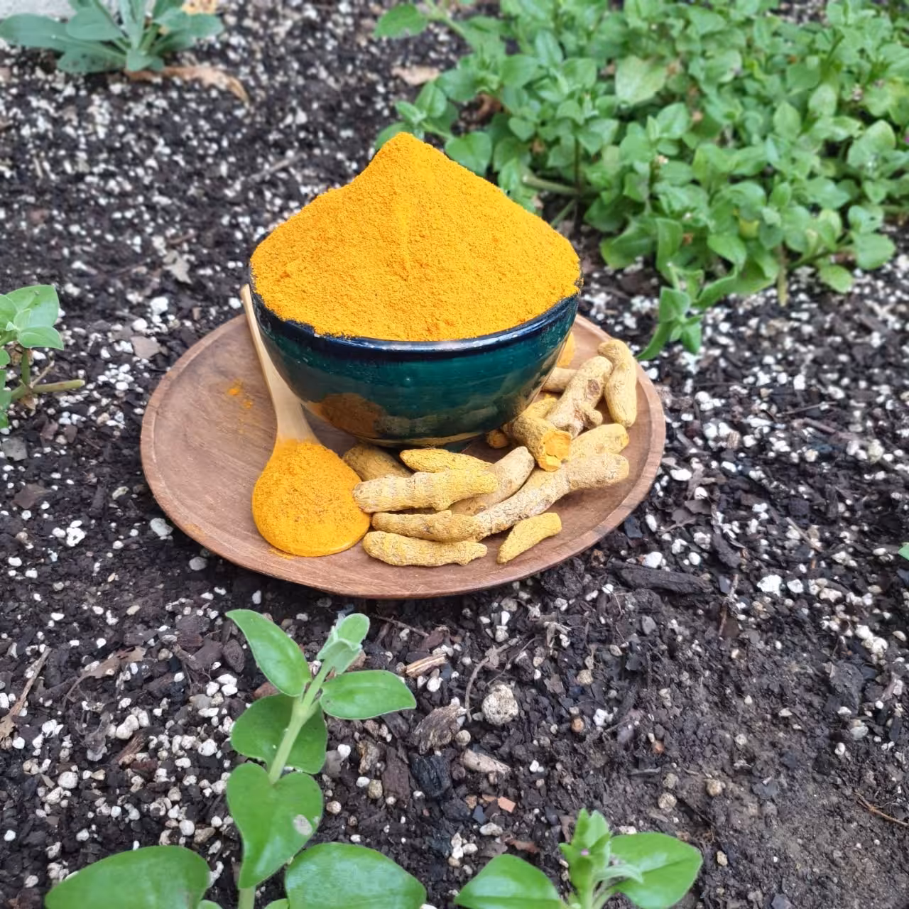 زردچوبه هندی 