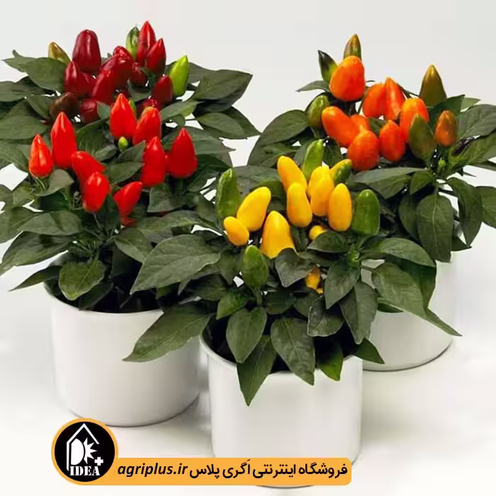 بذر فلفل زینتی بسته بندی خانگی