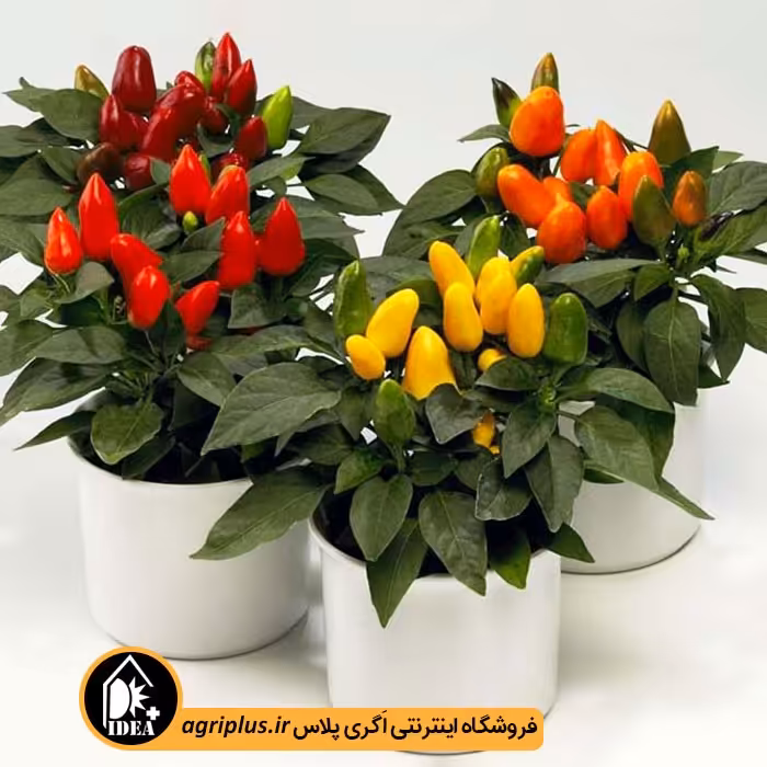بذر فلفل زینتی بسته بندی خانگی