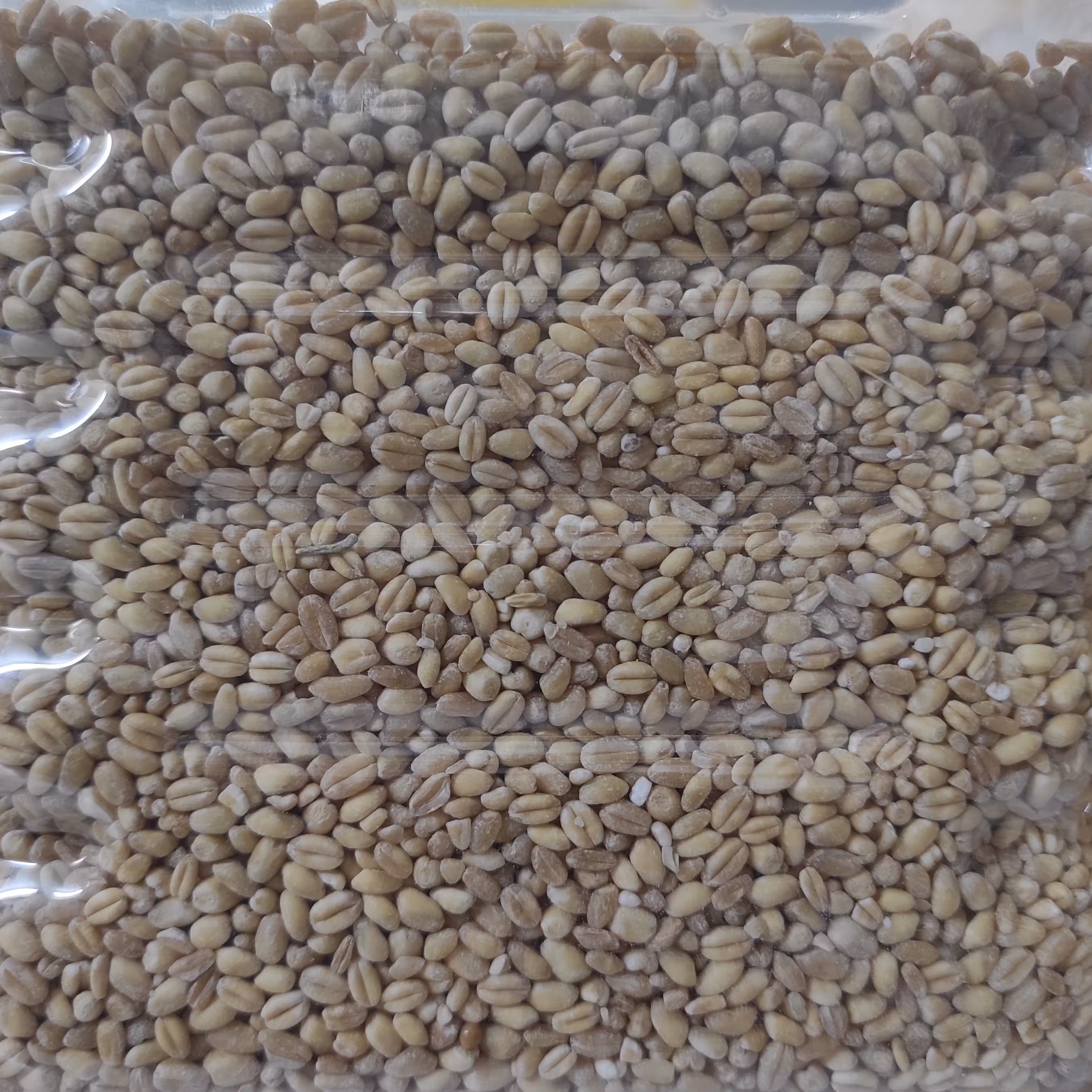 گندم حلیمی ( یک کیلویی) 