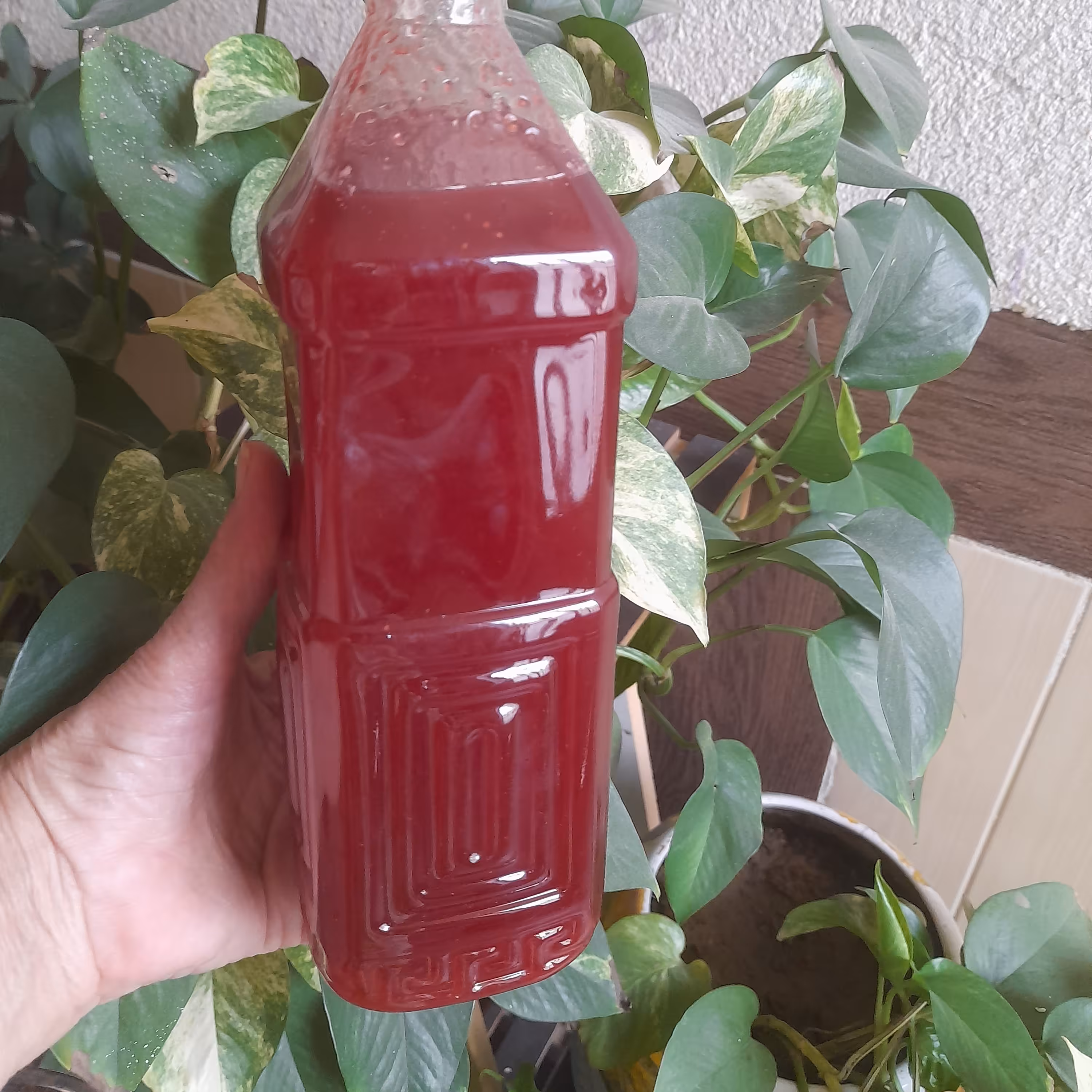 شربت توت فرنگی کردستانی خانگی .غلیظ .خوشرنگ .خوش طعم .خالص .بدون نگهدارنده وافزودنی 