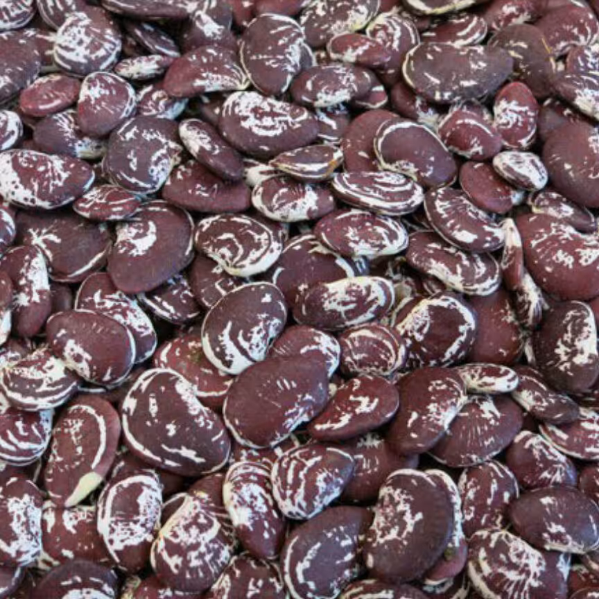 لوبیا عروس.