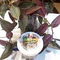 کره بادام زمینی