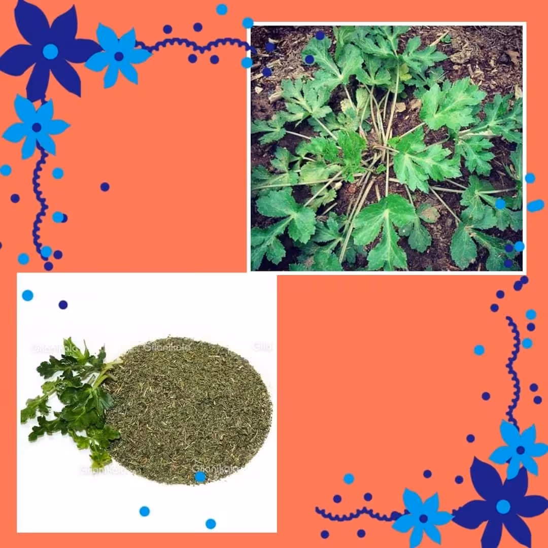 سبزی خشک چوچاق یا زلنگ بومی شمال در وزن (50)گرم