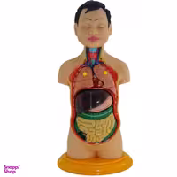 مولاژ آناتومی بدن انسان مدل 2020