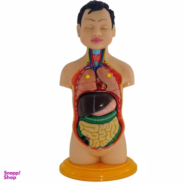 مولاژ آناتومی بدن انسان مدل 2020