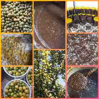 رب آلوچه ملس خانگی مازند مزرعه( نیم کیلوگرم)