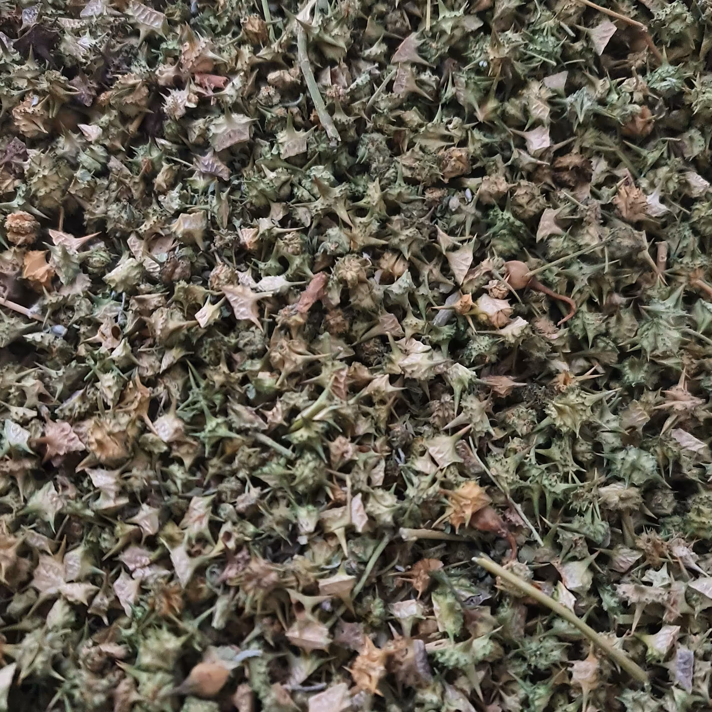 خارخاسک     کیلویی  