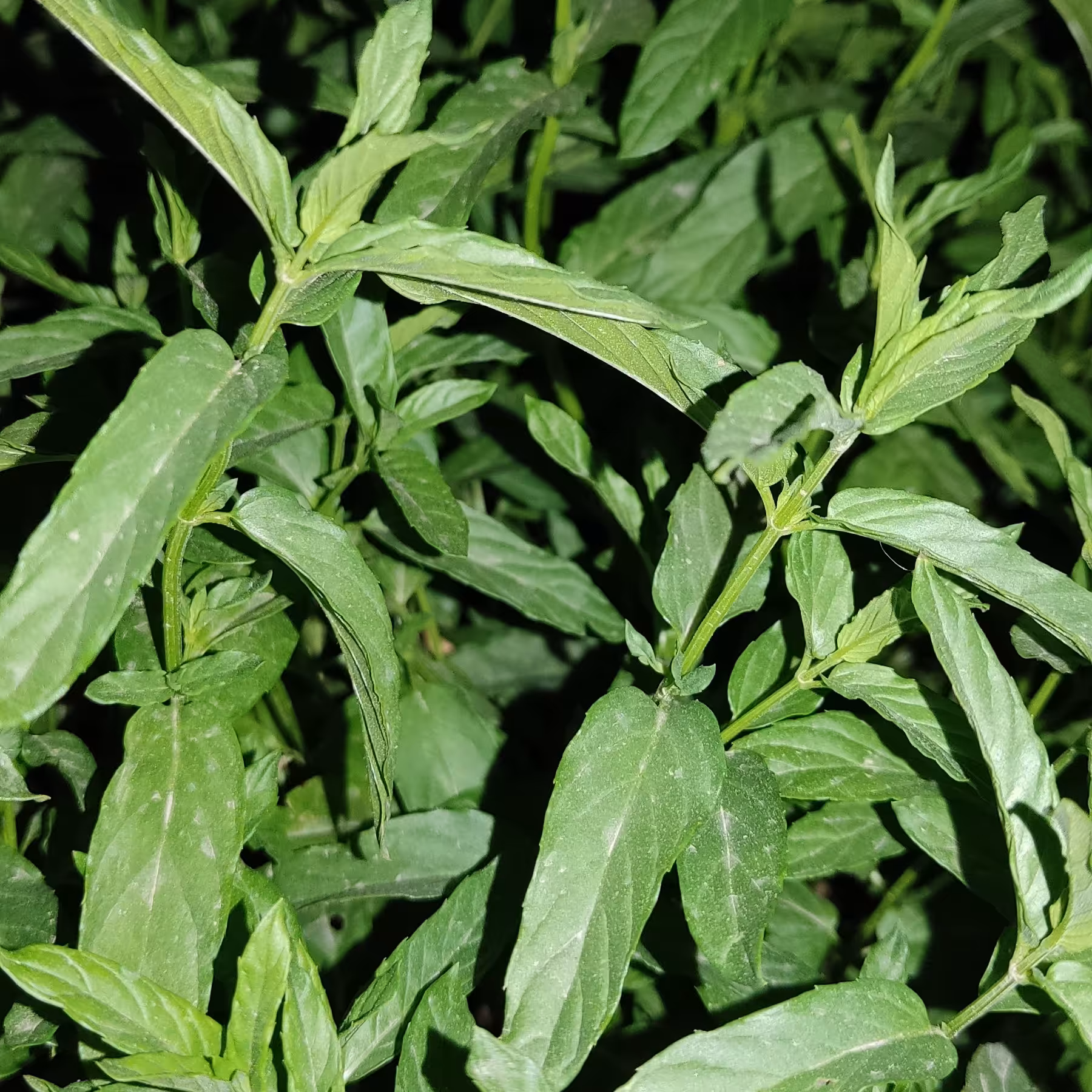 نعنا خشک100 گرمی