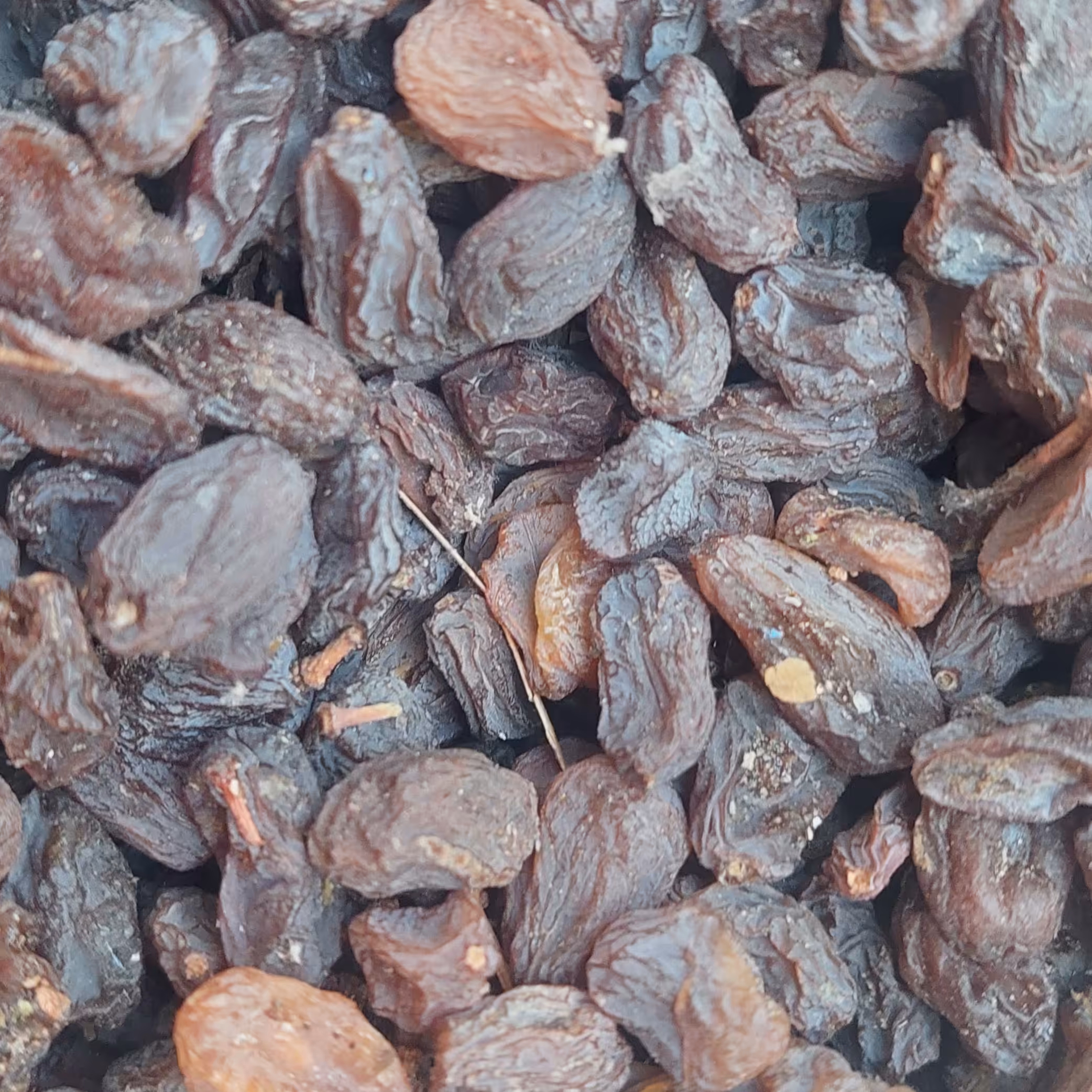 کشمش  آفتابی صد د صد ارگانیک بدون کود و سم 