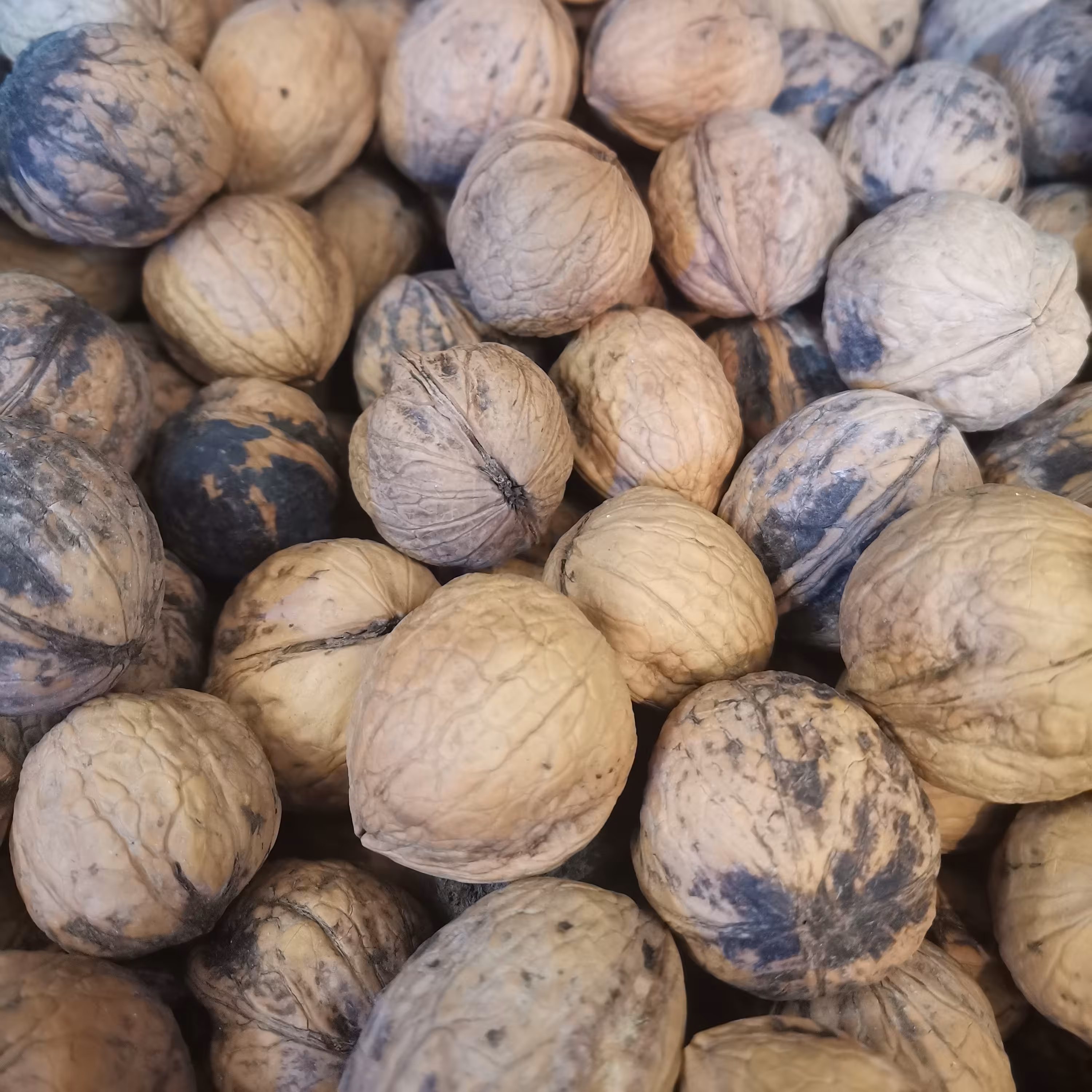 گردو با پوست یزدی