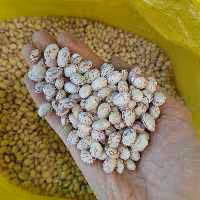 لوبیا چیتی یک کیلویی دستچین خمین1403