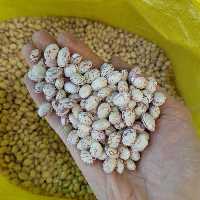 لوبیا چیتی یک کیلویی دستچین خمین1403