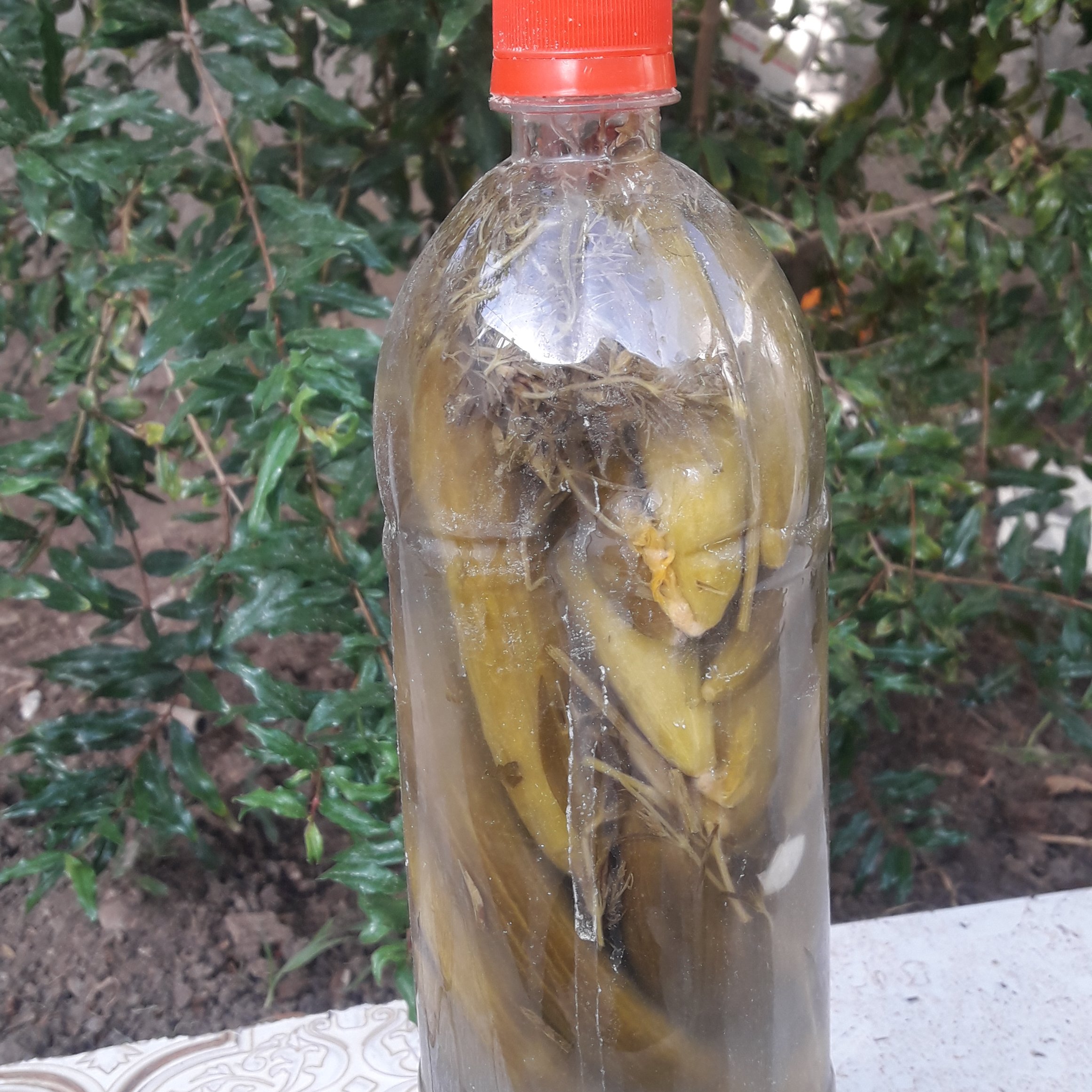 خیارشور ترد و تازه 