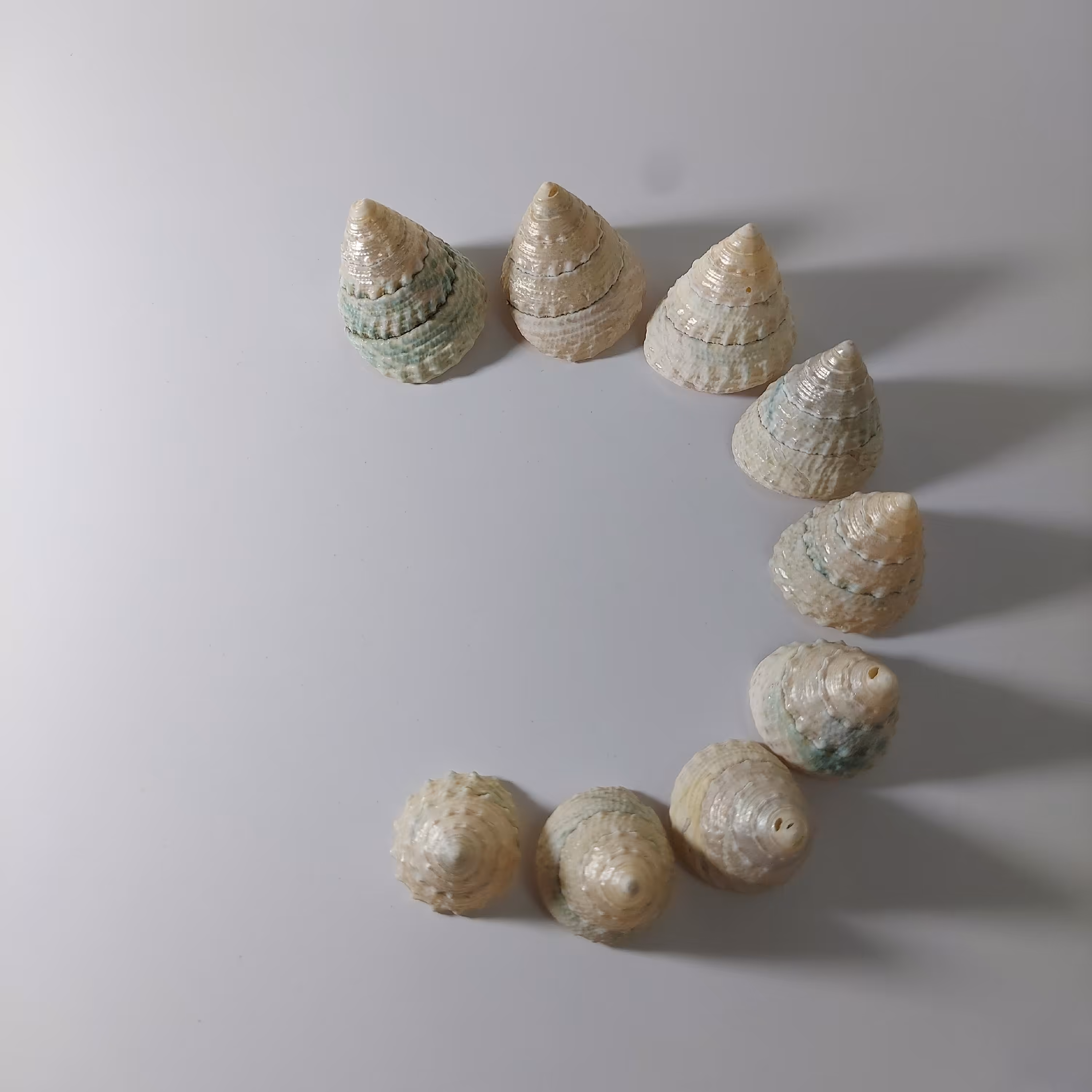 ست صدف 9عددی صدف دکوری کلکسیونی 