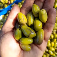 زیتون ماری درشت روغنی ومزه دارشده