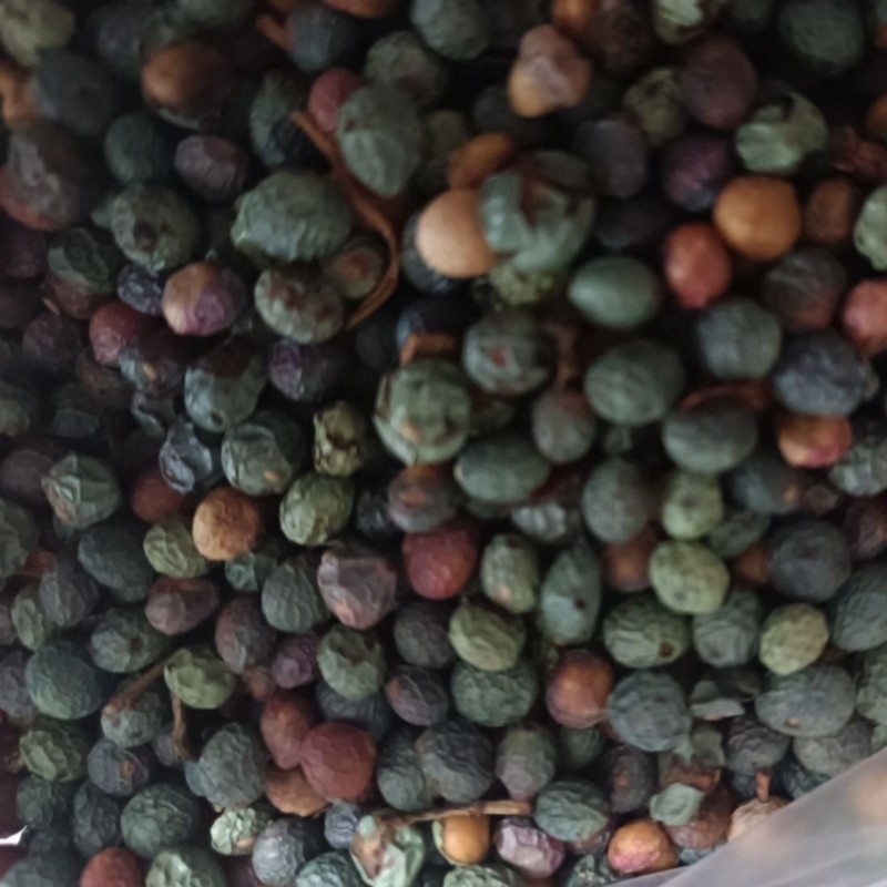 پسته کوهی بنه