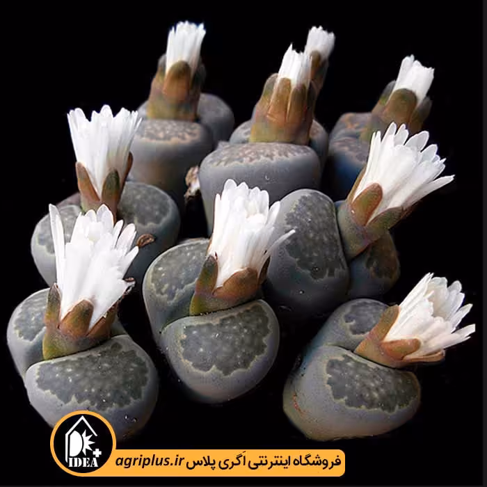 بذر کاکتوس Lithops Salicola