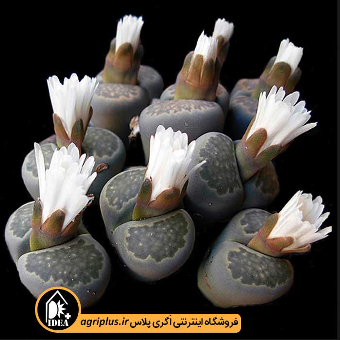 بذر کاکتوس Lithops Salicola