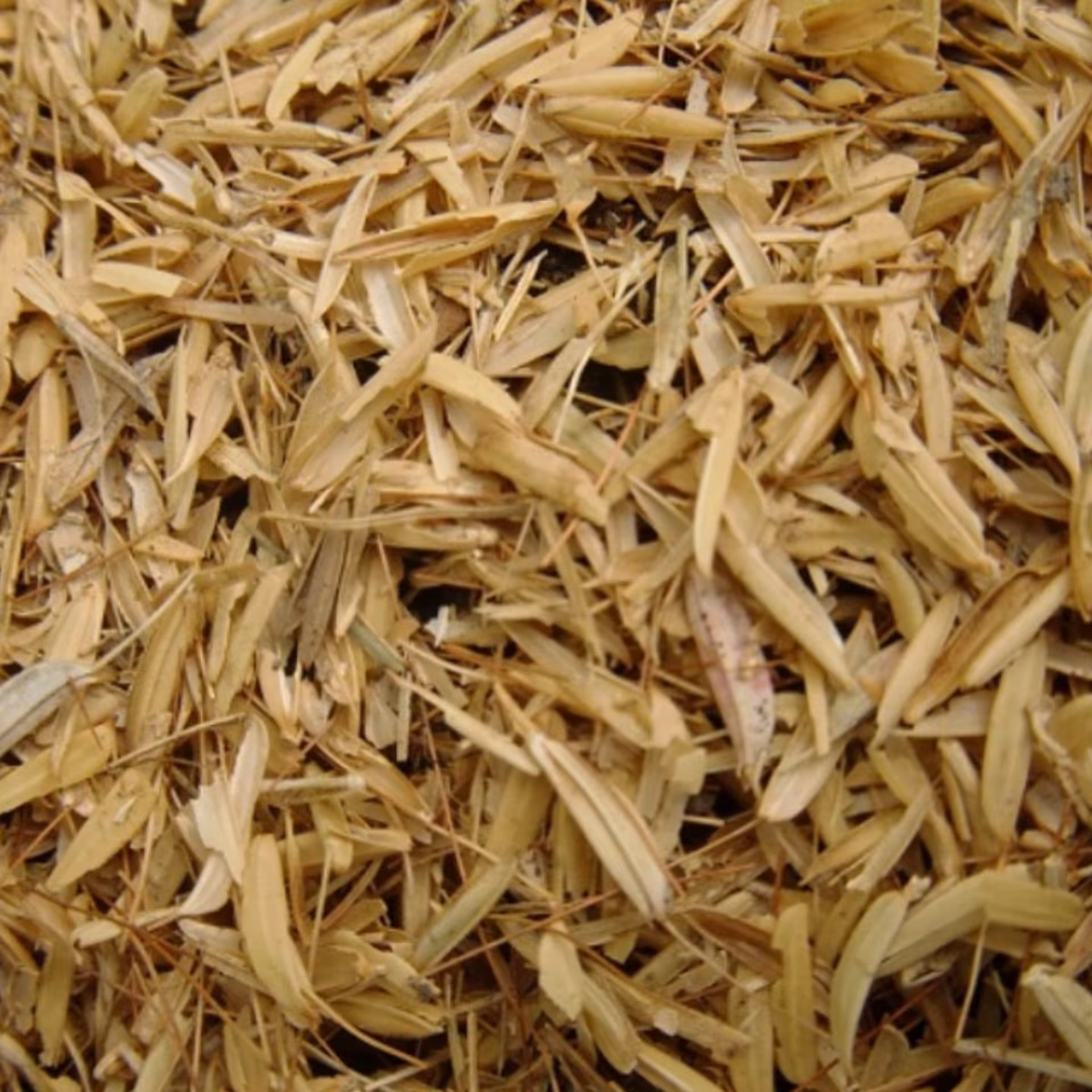 پوست برنج یک کیلو مخصوص گل ارسال از گیلان 