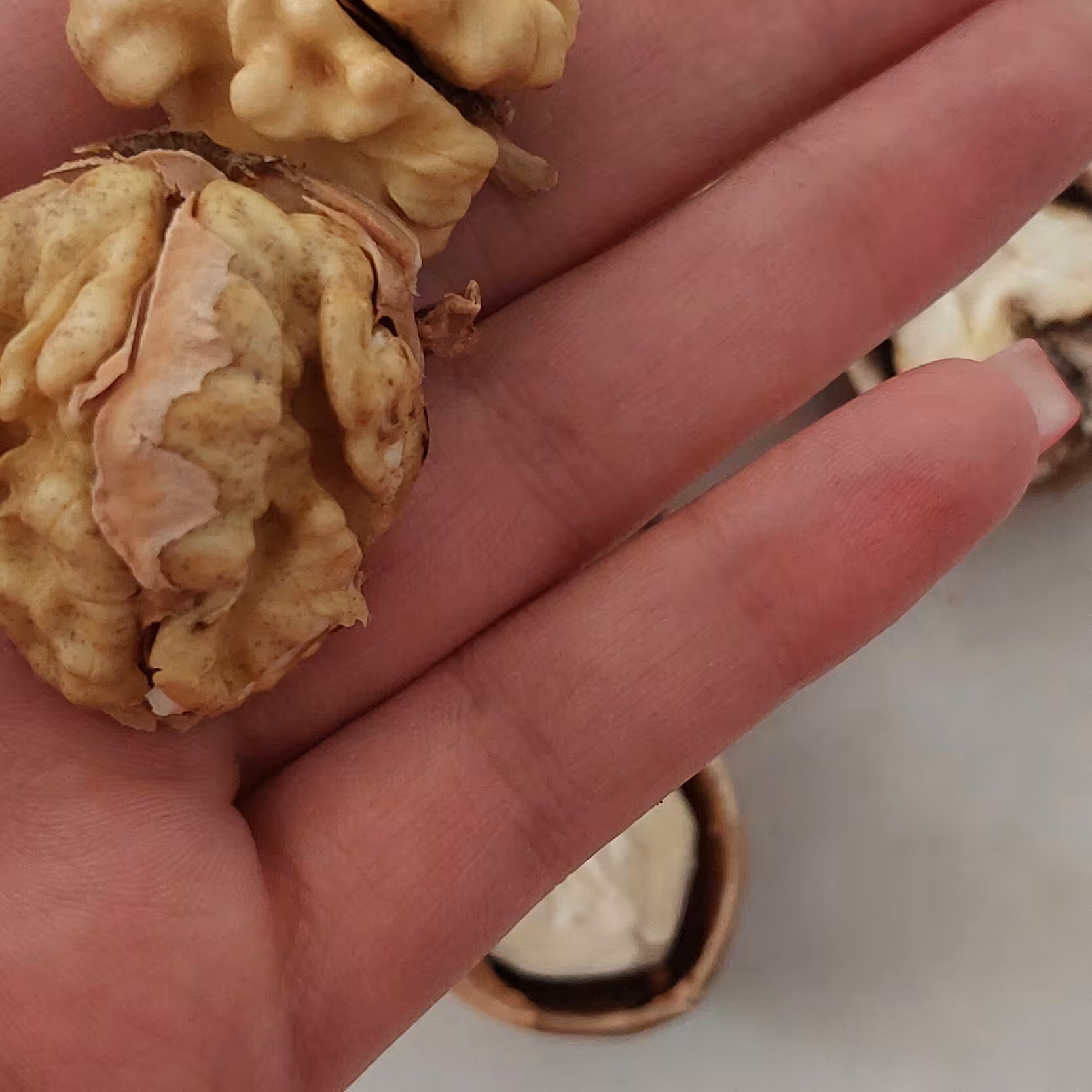 گردوی اعلا ،بادرصدچربی بسیاربالا،گردوی تازه امسال،تک درخت