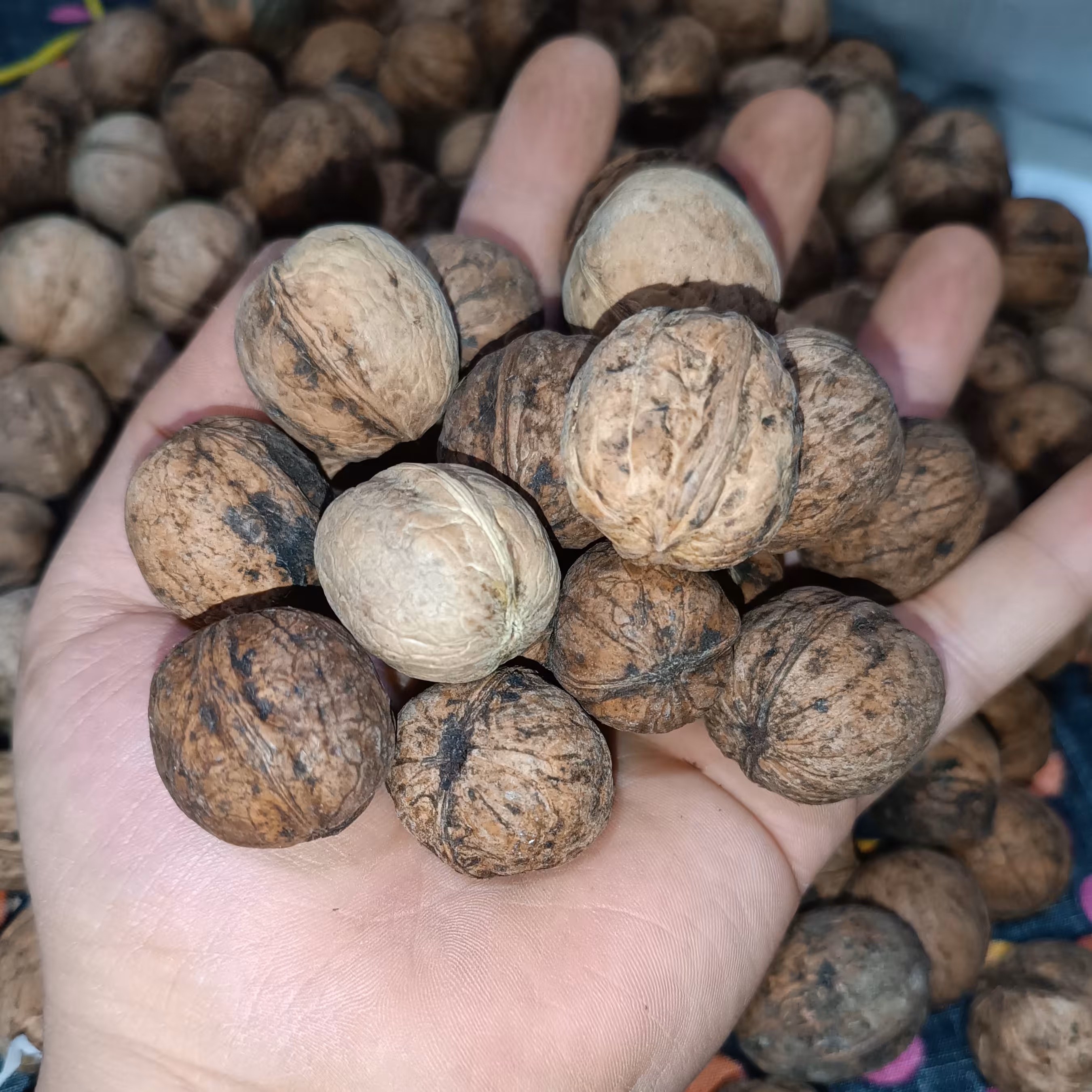 گردو سایز  ریز  مغز سفید  طعم لذیذ تضمینی