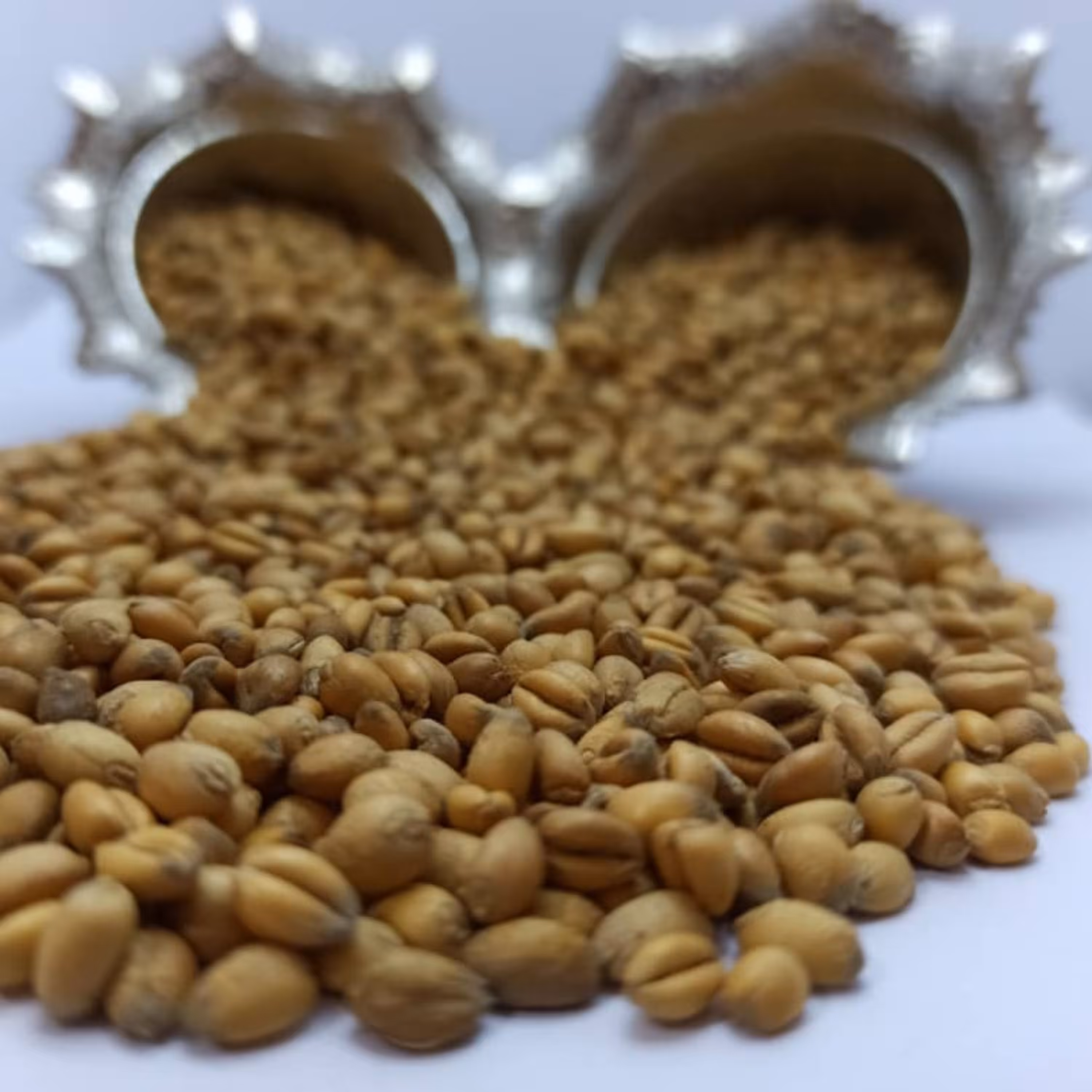 گندم بوداده 1کیلویی