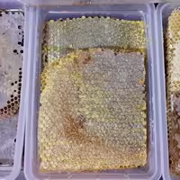عسل طبیعی شان