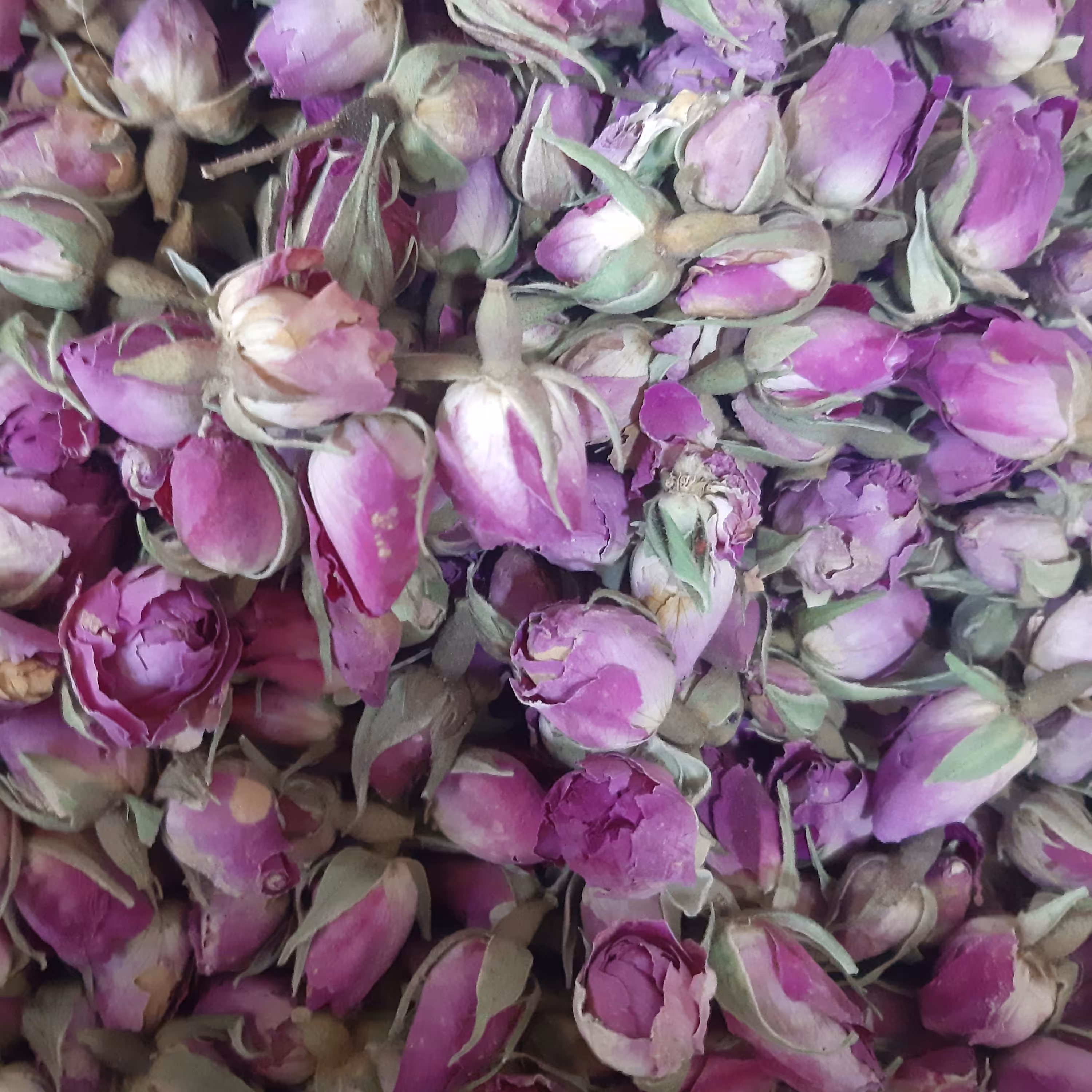 غنچه گل محمدی