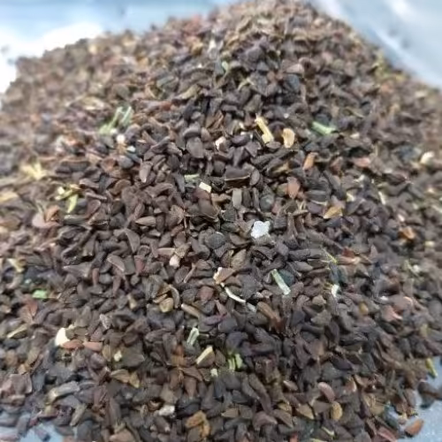 اسپند دانه(دشتی)درجه یک(500گرم)