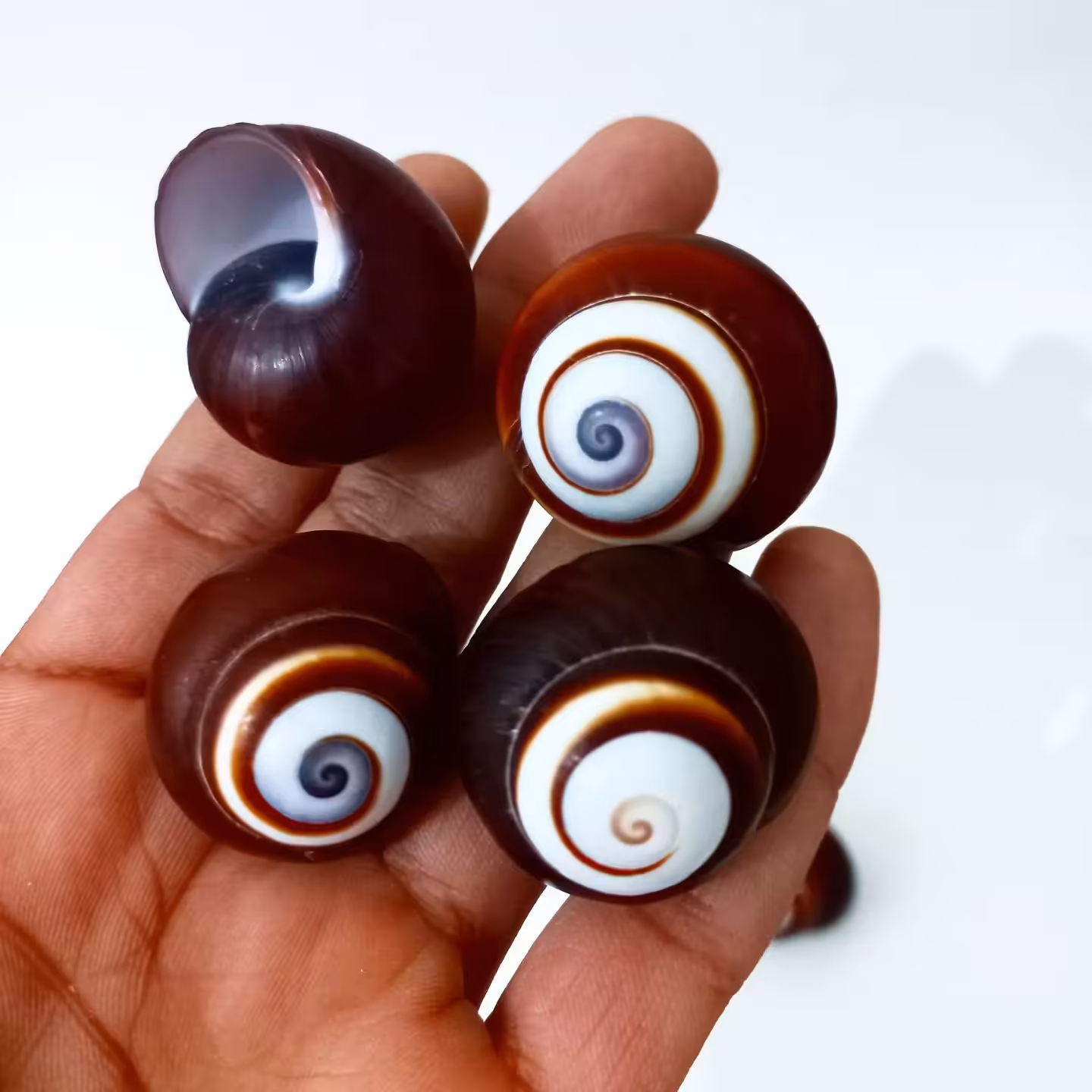 صدف حلزونی رنگی قهوه ای و  سفید 