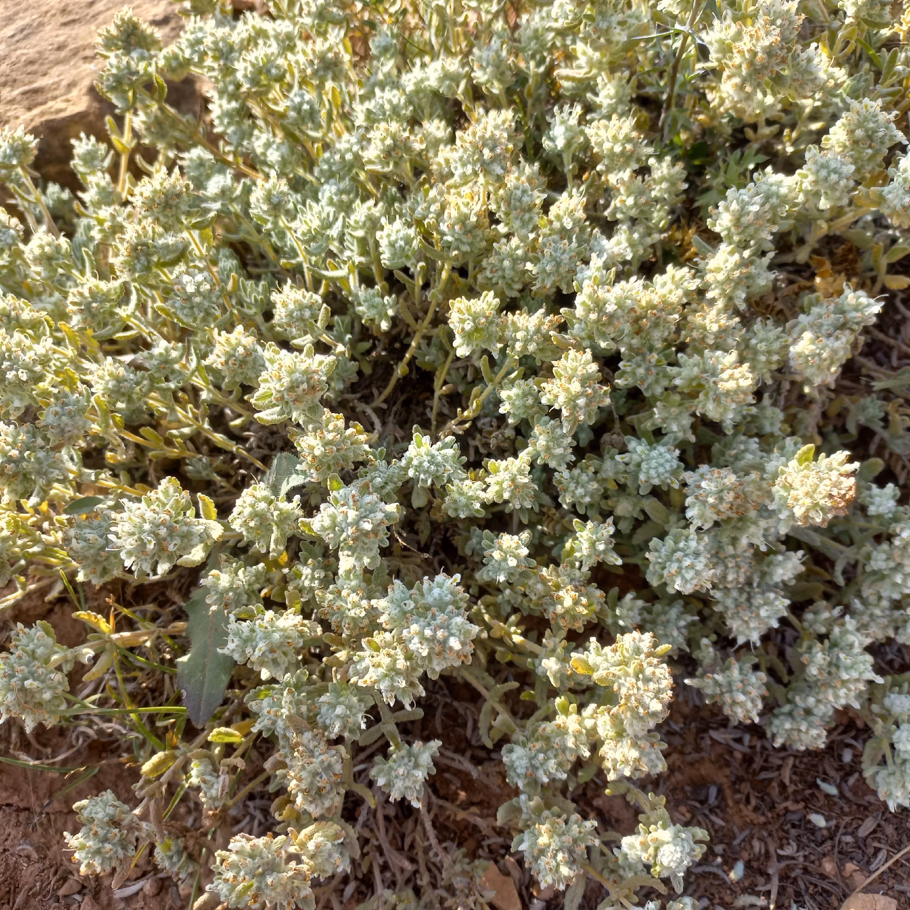 مریم نخودی خشک(کلپوره) نیم کیلویی امساله و تازه