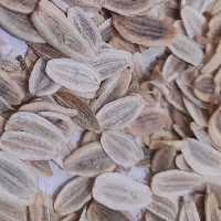 بذر انغوزه آنغوزه هینگ هنگ تاجیکی مناسب برای کاشت