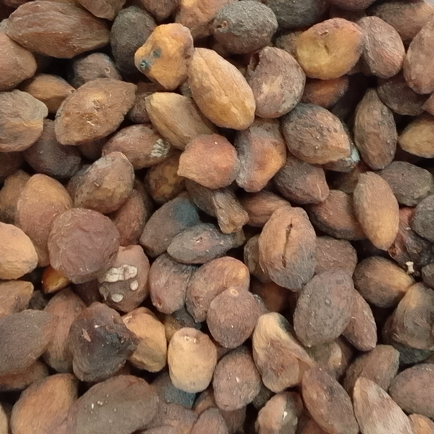 زردآلو با هسته آفتابی ( اریک) (1000 گرم )