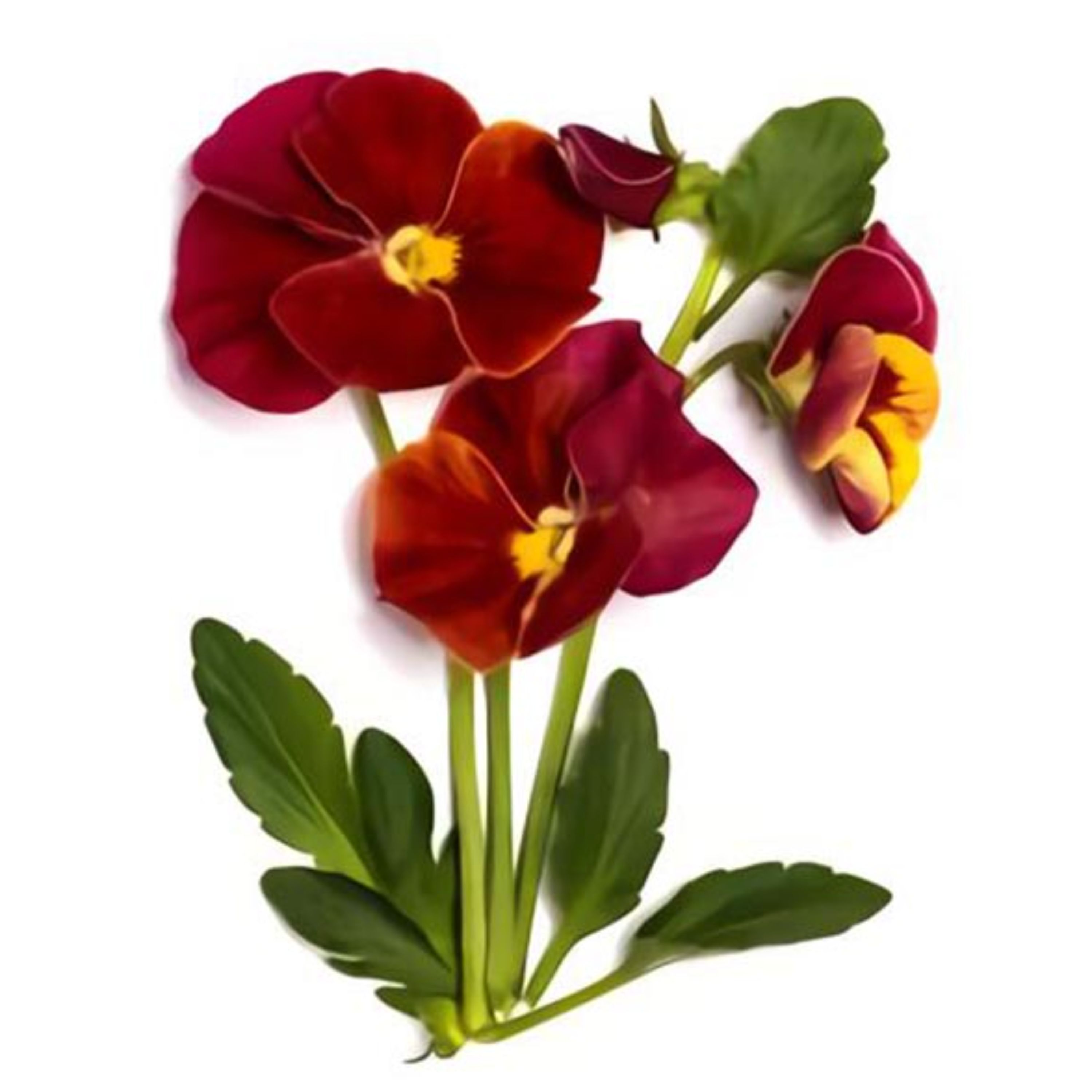 بذر گل بنفشه قرمز خوراکی تزئینی بسته 200 عددی