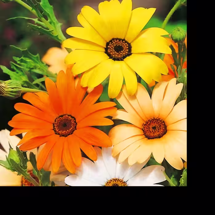 بذر گل آصف السلطنه  (25 بذر )