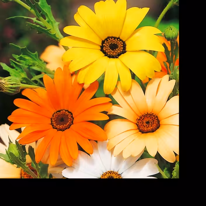 بذر گل آصف السلطنه  (25 بذر )