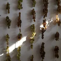 کشمش سبز ممتاز 500 گرمی