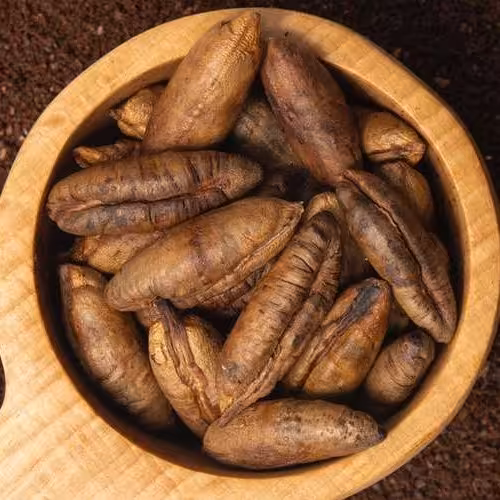 هسته خرما بسته بندی 50 عددی (مخصوص کاشت) حداقل سفارش 2 بسته
