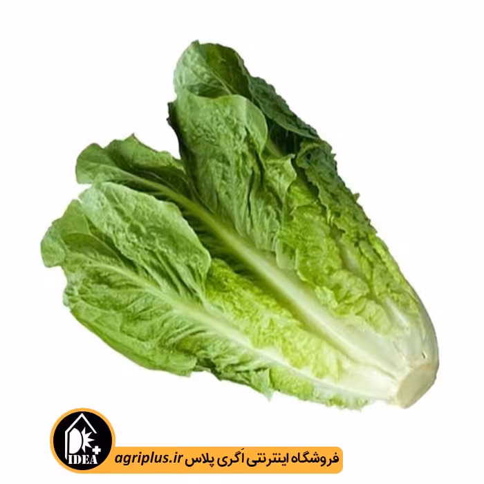 بذر کاهو بسته بندی خانگی