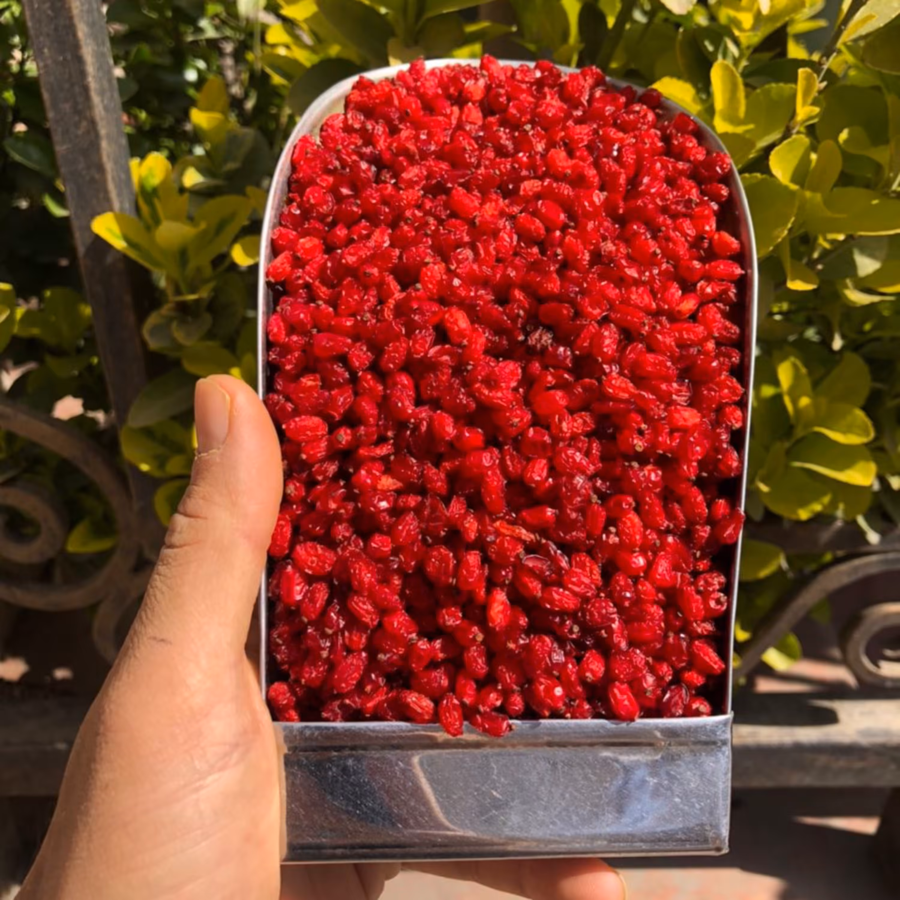 زرشک پفکی ارگانیک فاقد روغن و مواد افزودنی 1کیلویی