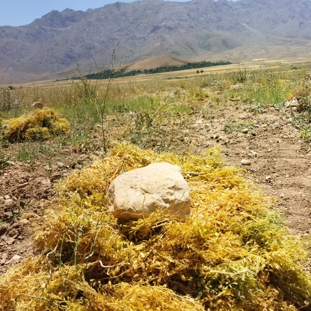 عدس ریز دیمی ارگانیک موجود شد بدون هیچگونه کود و سم  