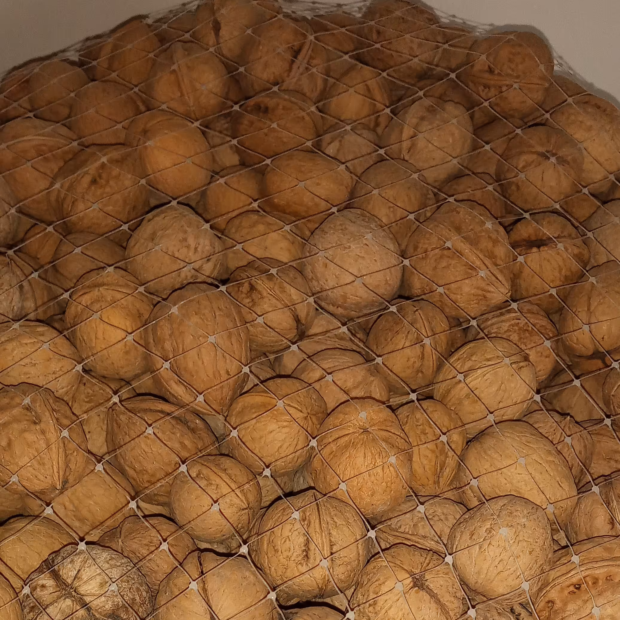 گردو ارگانیک دارای کیفیت متوسط