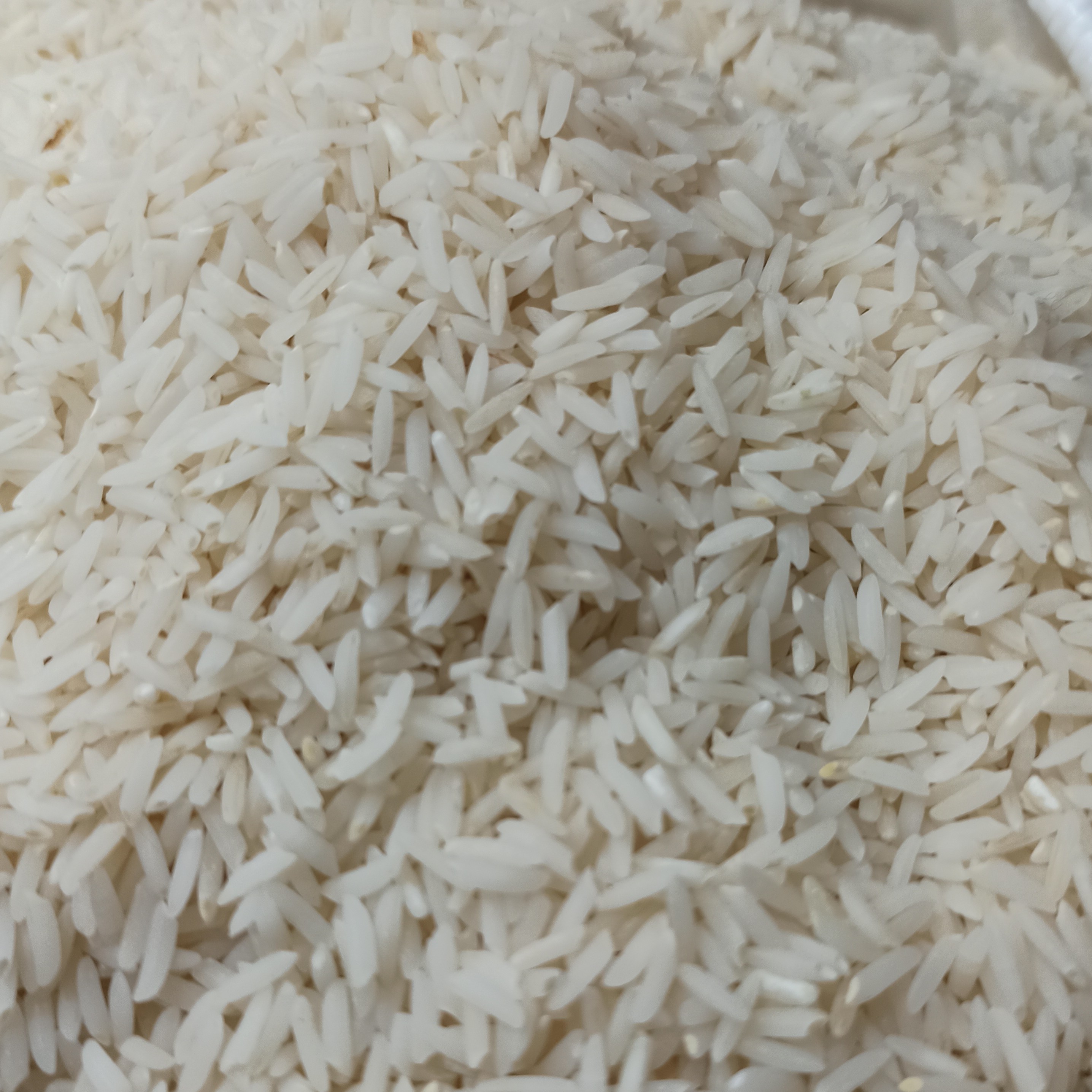 برنج دم سیاه