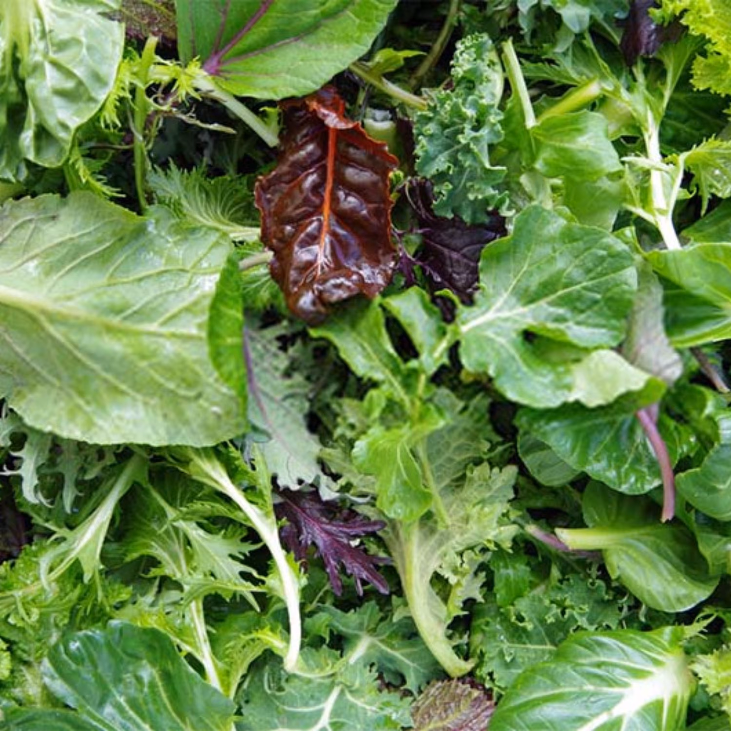 بذر سبزی سالادی میکس