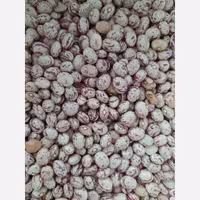 لوبیا چیتی( 500 گرمی)