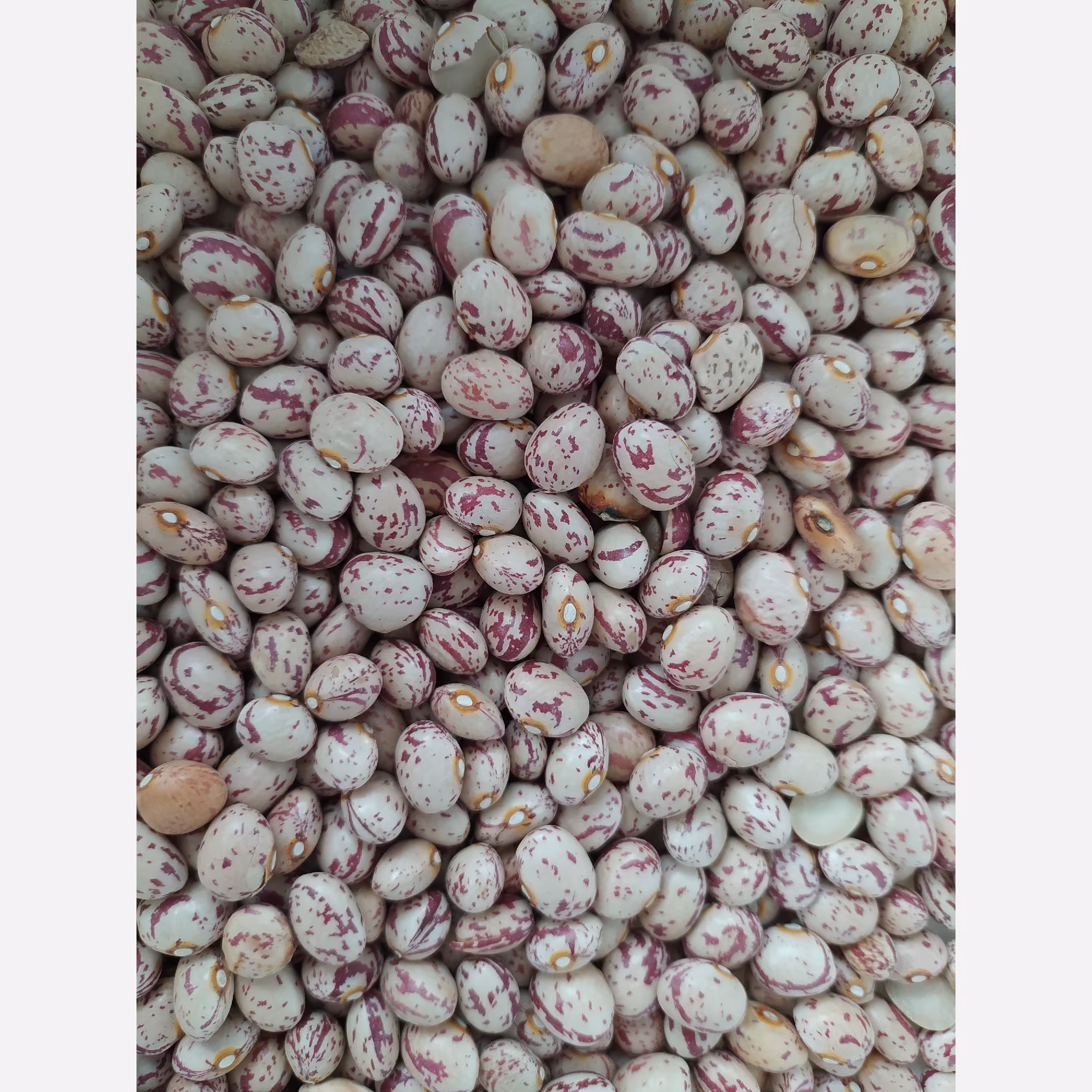 لوبیا چیتی( 500 گرمی)